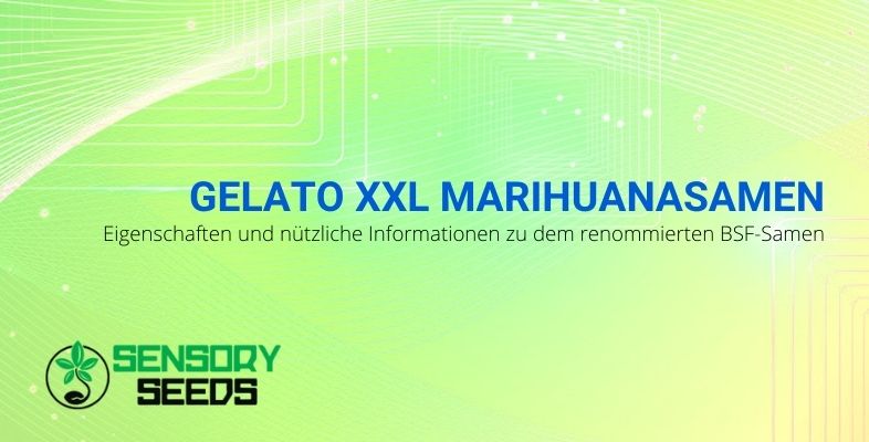 Eigenschaften und nützliche Informationen zu Gelato XXL BSF Marihuanasamen