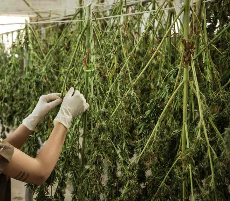 Wie das Trocknen und Bräunen von Cannabisblüten funktioniert