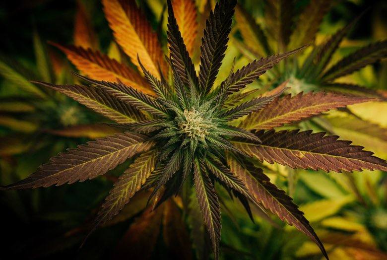 Was sind Fast Flowering Marihuanasamen?