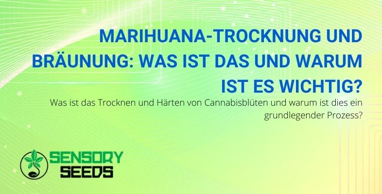 Was ist Marihuana Trocknen und Bräunen und warum sind sie wichtig