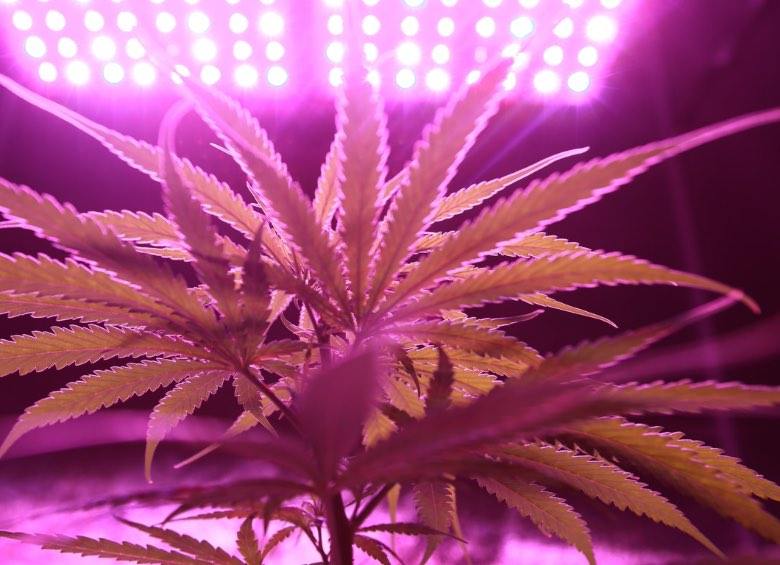 Autoflowering Cannabispflanzenbeleuchtung