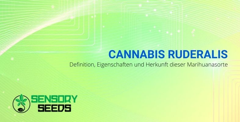 Die Eigenschaften und Ursprünge von Ruderalis Cannabis