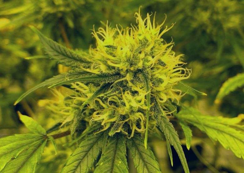 Blütenertrag einer selbstblühenden Cannabispflanze