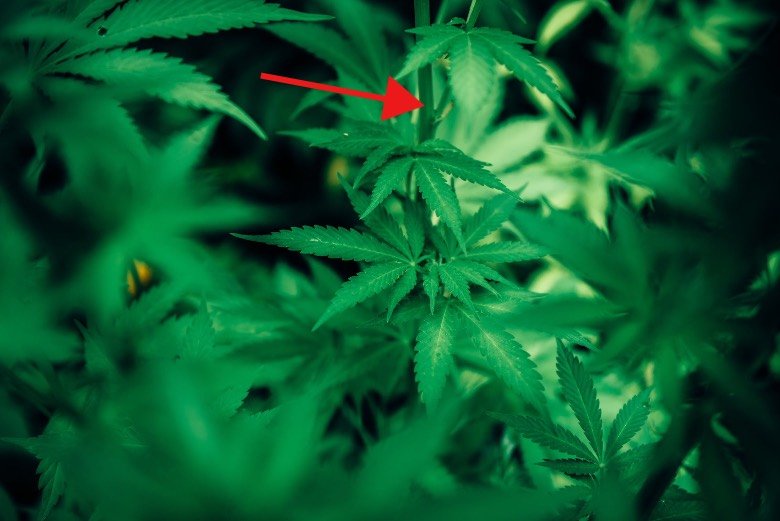 Die Knoten in der Cannabispflanze