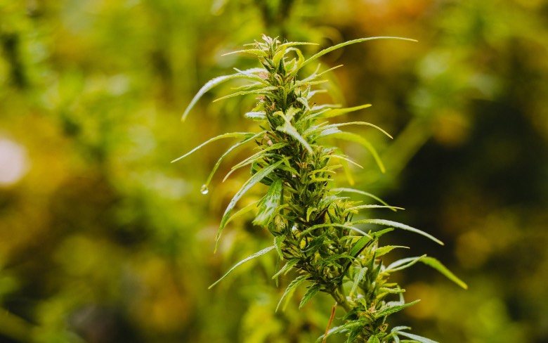 Was ist die zwittrige Marihuana-Pflanze?