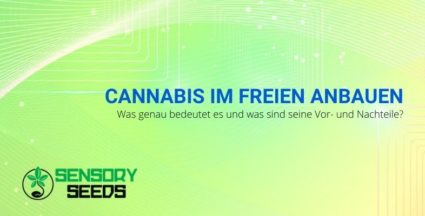 Vor- und Nachteile des Cannabisanbaus im Freien