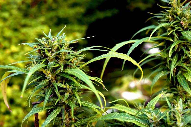 Die Vorteile des Cannabisanbaus im Freien