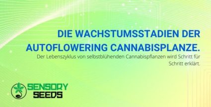 Die Wachstumsstadien der selbstblühenden Cannabispflanze