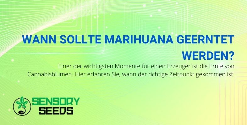 Finden Sie heraus, wann der richtige Zeitpunkt für die Ernte von Marihuana gekommen ist