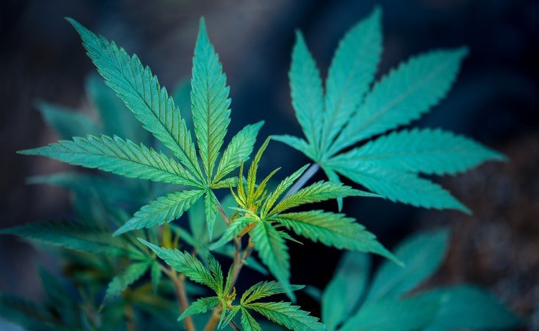 Cannabispflanze im vegetativen Stadium