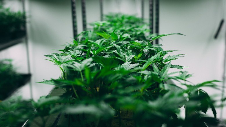 Autoflowering Cannabissamen: Wie werden sie hergestellt?