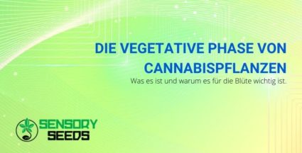 Die vegetative Phase der Cannabispflanze
