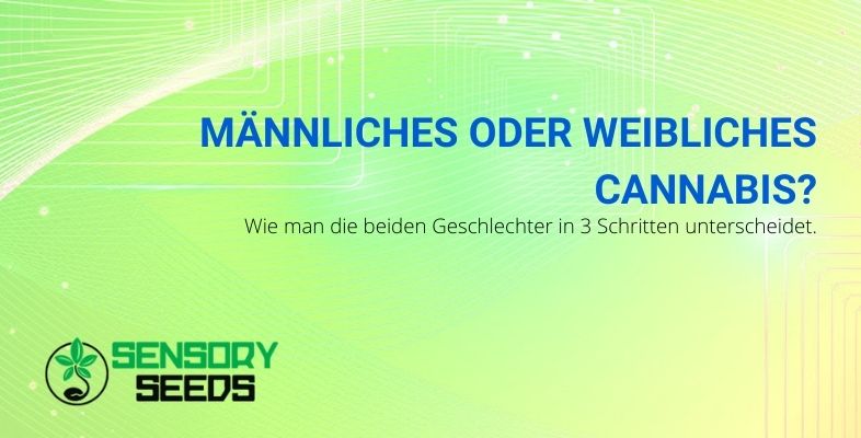 Wie man die weibliche oder männliche Cannabispflanze erkennt