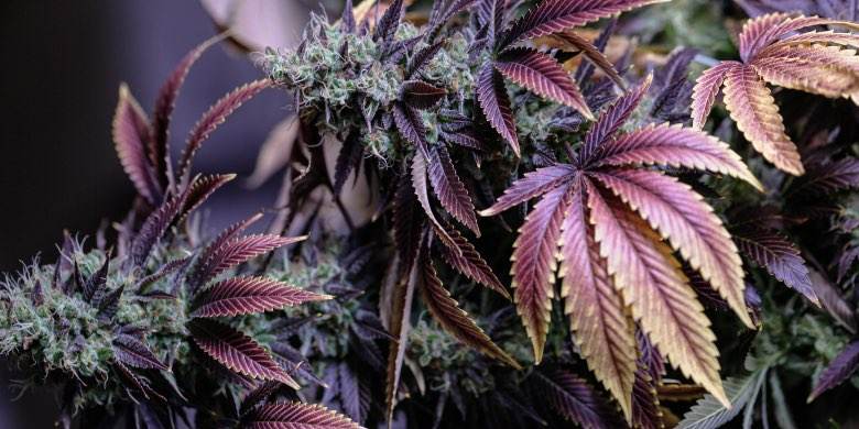 Der Anbau von Cannabisblüten als Ordnungswidrigkeit