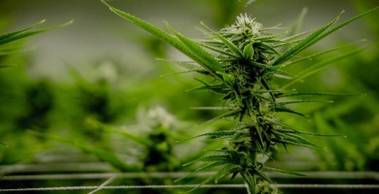 Scrog-Methode in einem Cannabis wachsen