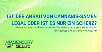 Ist der Anbau von Cannabis-Samen nun legal oder nicht?