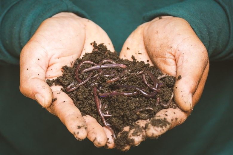 Vermicompost: Regenwurmhumus