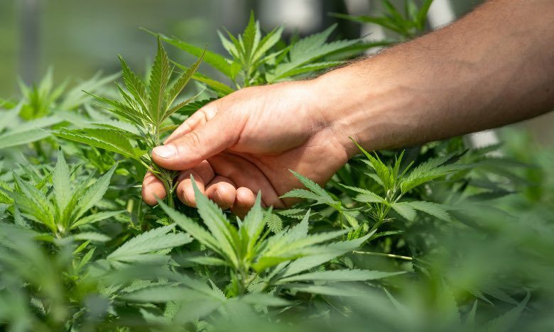 Züchter, der Cannabispflanze analysiert, um nach Krankheiten zu suchen