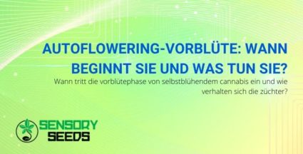 Alles, was Sie über die autoflowering Vorblütephase wissen müssen