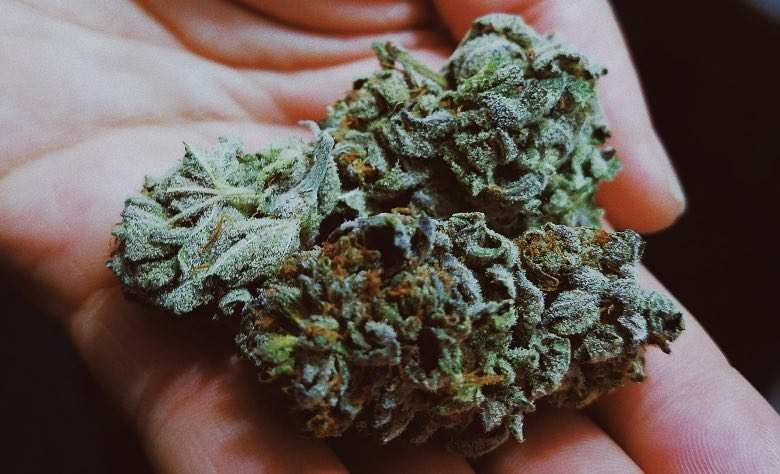 Mit Trichomen bedeckte Cannabisblüte
