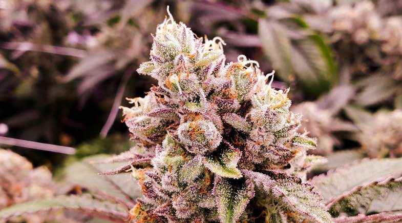 Reife Cannabisblüten bereit für die Ernte