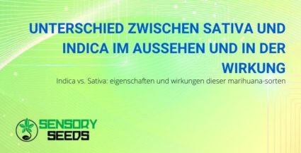 Sativa und Indica: Unterschiede in Aussehen und Wirkung