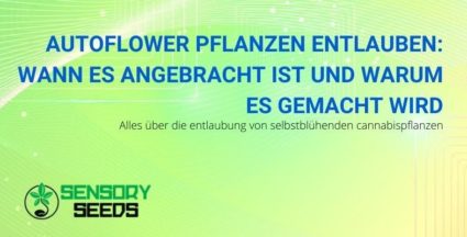 Das ist der Grund, warum autoflowering Pflanzen entblättern!