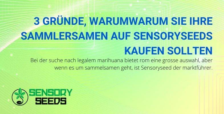 Hier ist, warum Sensoryseed der beste Online-Verkäufer von sammelbaren Cannabis-Samen ist