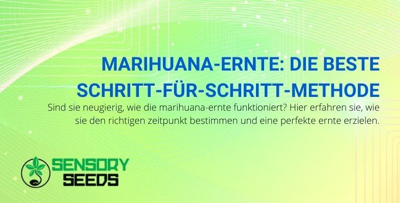 Die beste Methode, um Marihuana Schritt für Schritt zu ernten