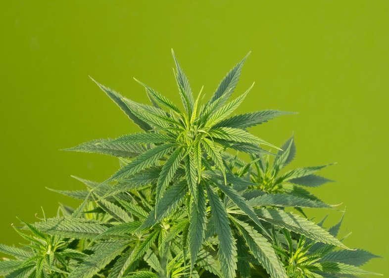 Cannabispflanze aus feminisierten Samen, zum Verkauf auf Sensoryseed