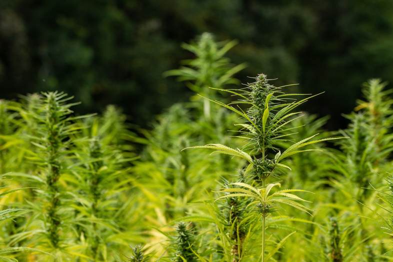Der Anbau von Cannabissamen könnte ein Problem sein