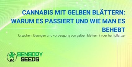 Cannabispflanze mit gelben Blättern