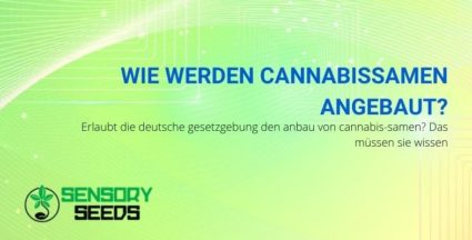 Wie kann man in Deutschland Cannabissamen anbauen?