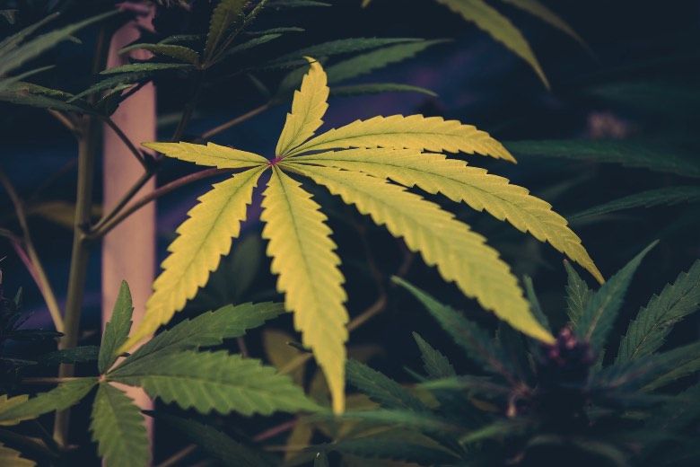 Ursachen für gelbe Blätter in der Cannabispflanze