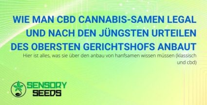 So züchten Sie legal leichte Cannabissamen