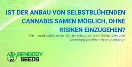 Wie kann man selbstblühende Cannabissamen sicher anbauen?