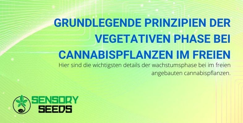 Vegetative Phase bei Outdoor-Cannabispflanzen: die Grundprinzipien