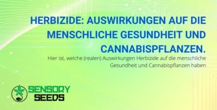 Herbizid: die schädlichen Auswirkungen auf Menschen und Cannabispflanzen