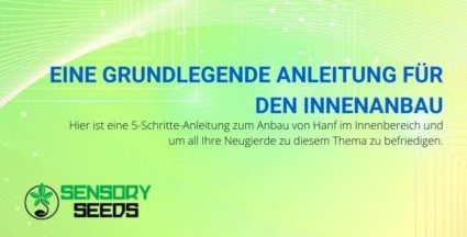 Eine grundlegende 5-Punkte-Anleitung zum Anbau von Cannabis im Innenbereich.