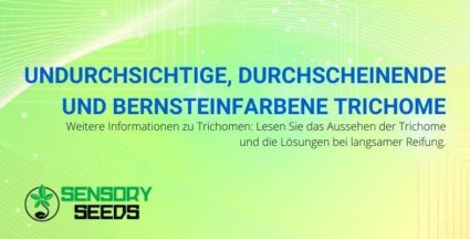 Alle Informationen zu opaken, transluzenten und bernsteinfarbenen Trichomen