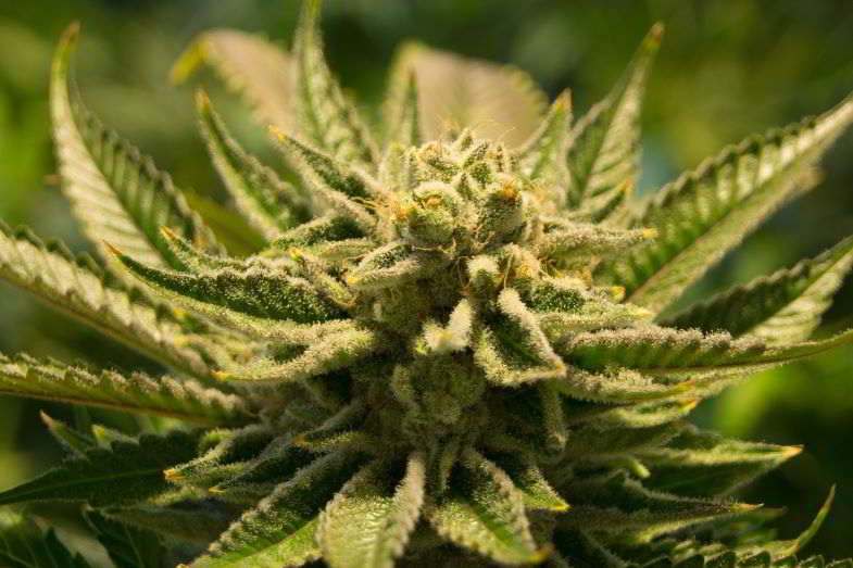 Die undurchsichtigen Trichome in Cannabisblüten