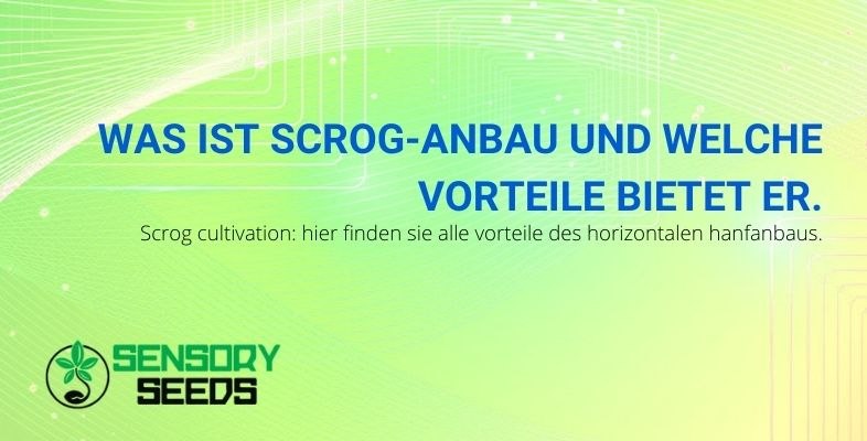 ScrOG-Anbau: Was ist das und welche Vorteile bietet er?