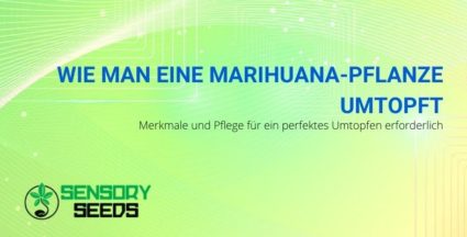 Die richtigen Techniken, um eine Cannabispflanze perfekt umzutopfen