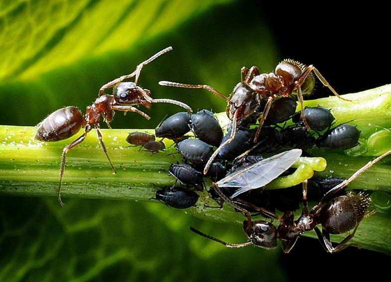 Cannabis-Insekten und Parasiten