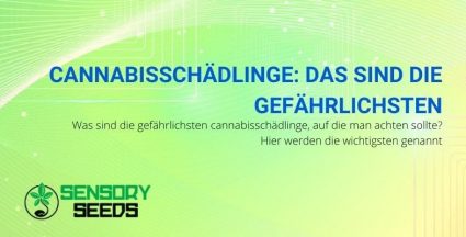 Die gefährlichsten Schädlinge für die Cannabispflanze