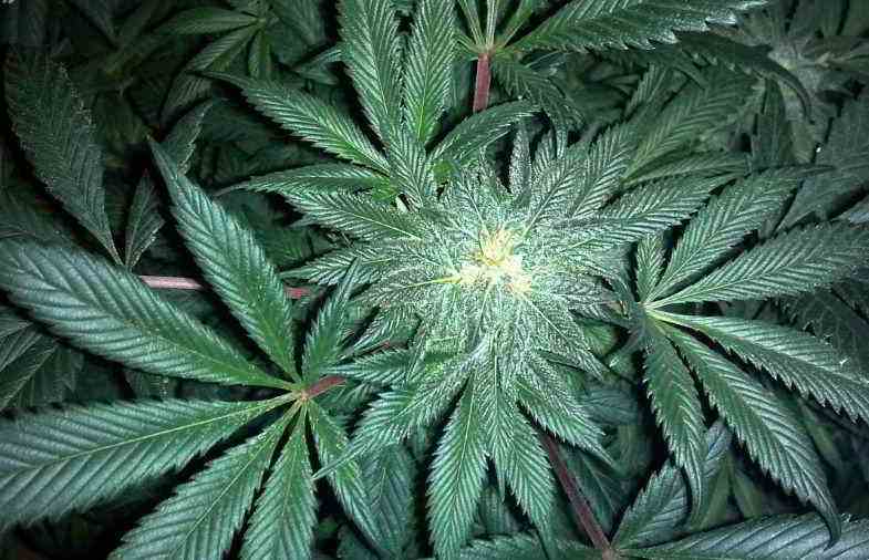 Cannabisterpene in der Pflanze