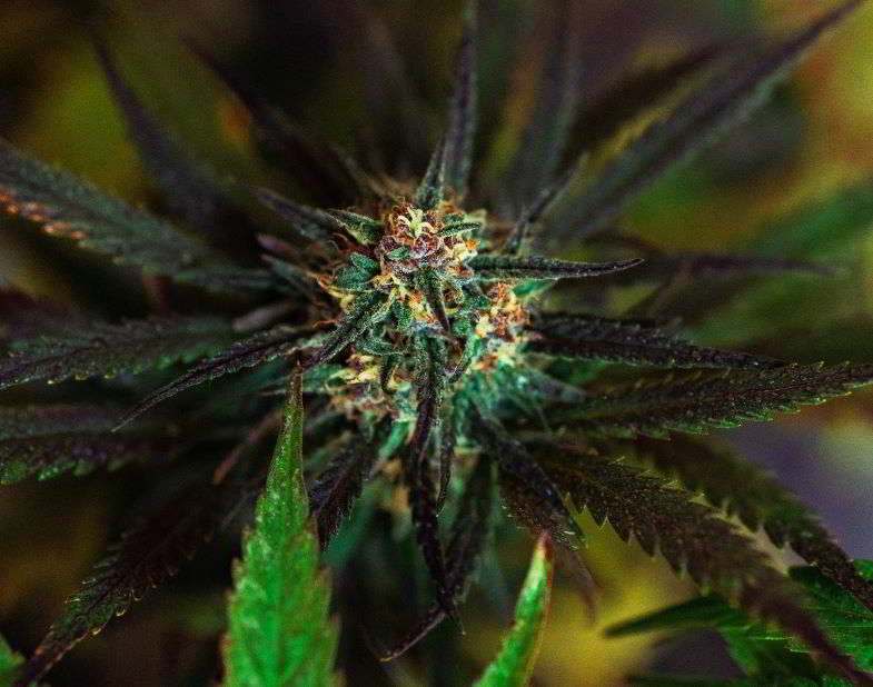 Blühendes Cannabis und Wasser
