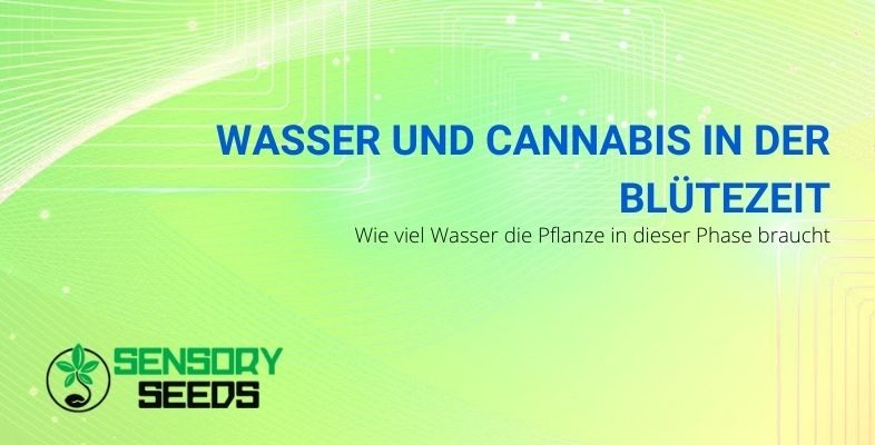 Die Wasserdosen für Cannabis in der Blütephase