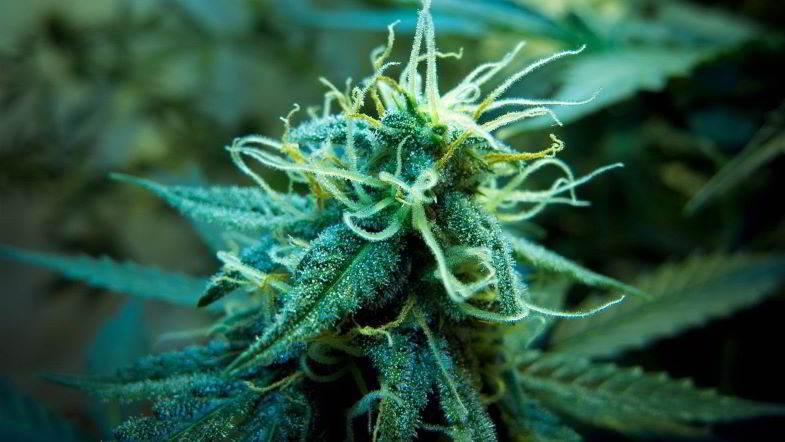 Blütenstand mit Trichomen und Terpenen von Cannabis