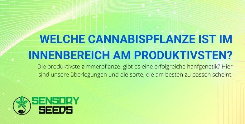 Die produktivste Indoor-Cannabispflanze